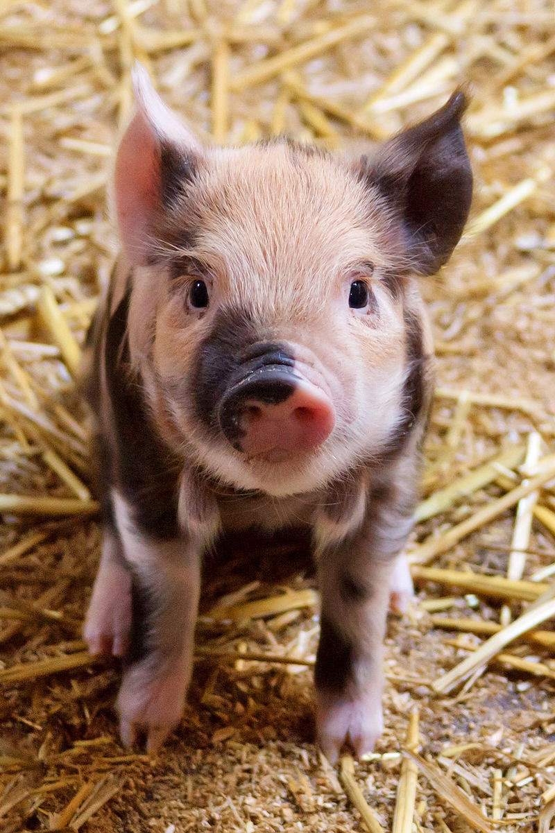 Does Not Watching the News Make Me a Happy Pig